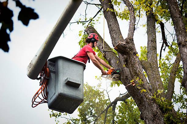 Tree Root Removal in Snead, AL